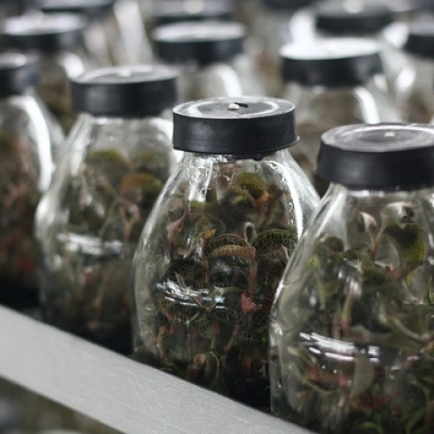 稀缺名贵中药金线莲组培