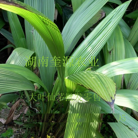 野生中药大叶仙茅（ 独茅根）种苗、仙茅盆栽、肥料