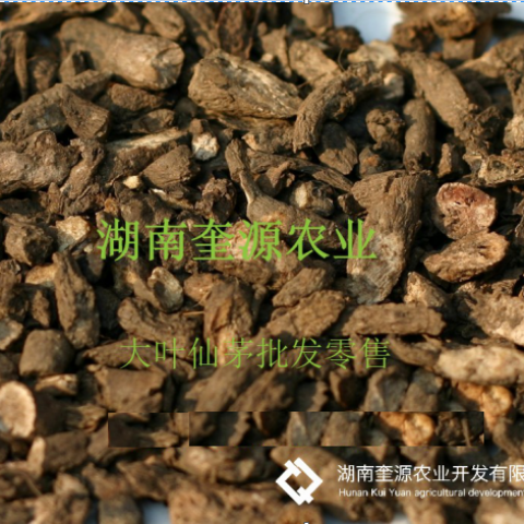 野生中药大叶仙茅（ 独茅根）种苗、仙茅盆栽、肥料