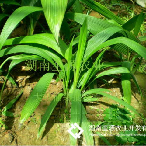 野生中药大叶仙茅（ 独茅根）种苗、仙茅盆栽、肥料