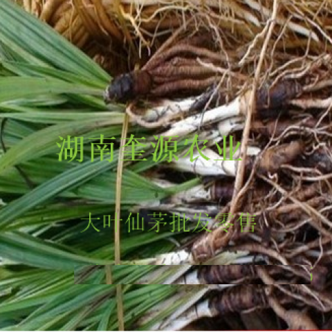 野生中药大叶仙茅（ 独茅根）种苗、仙茅盆栽、肥料